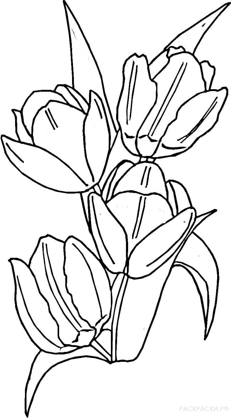 Раскраска фиолетовые тюльпаны