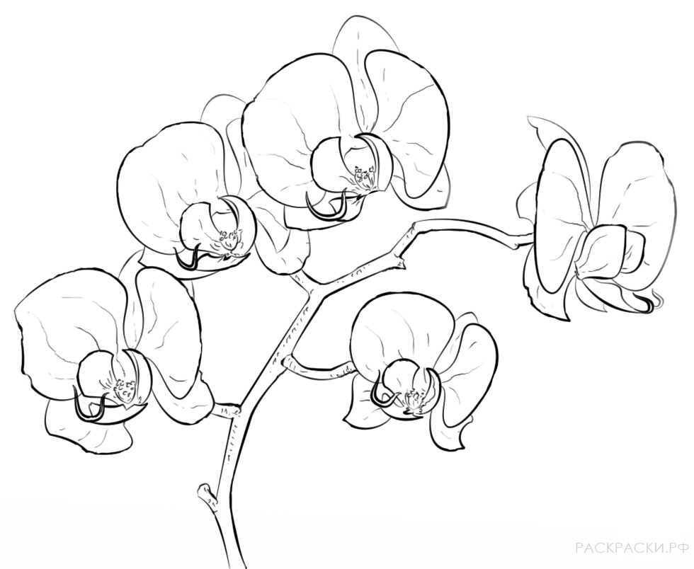 Раскраска Орхидея фаленопсис