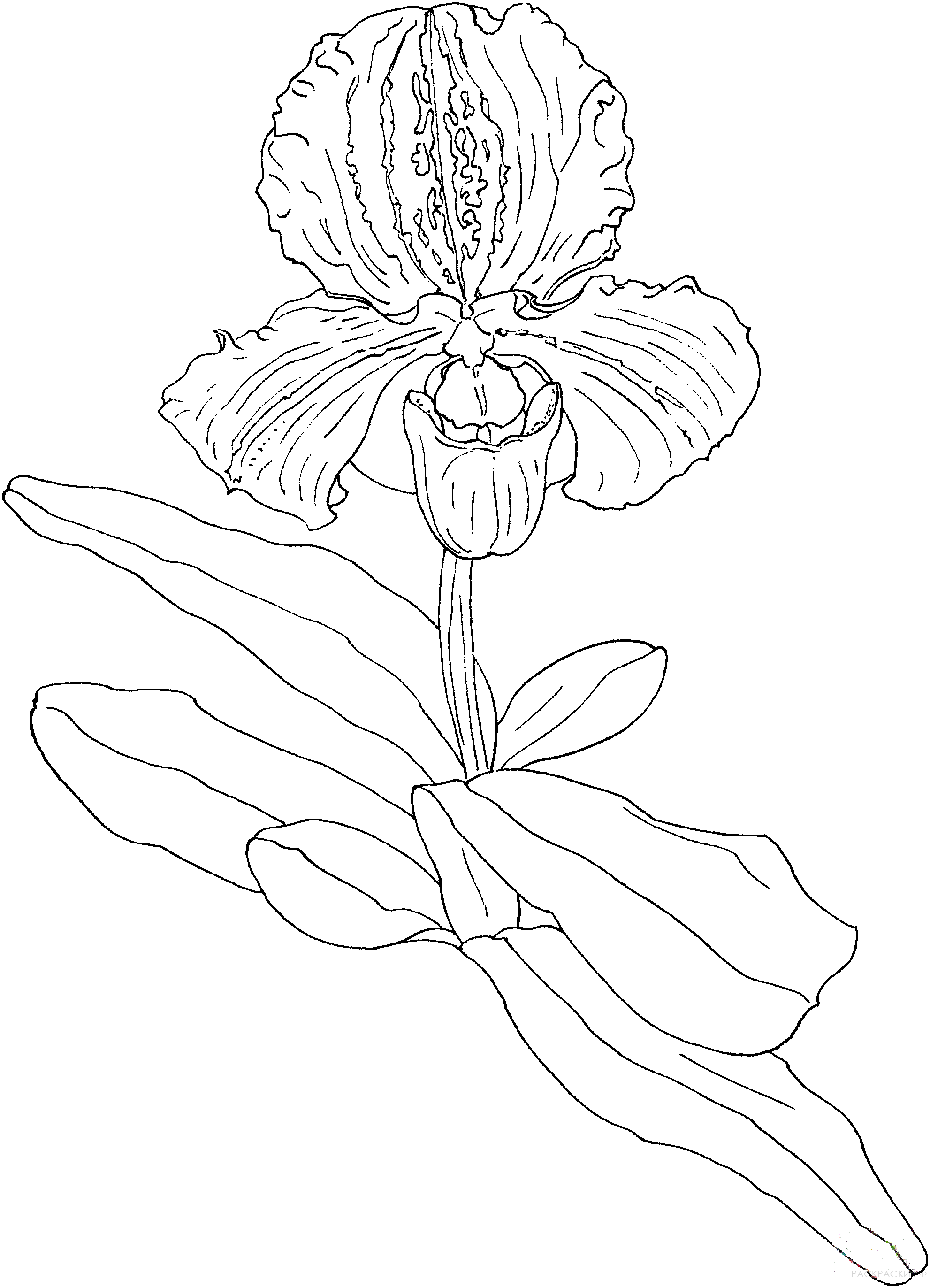 Раскраска орхидея Башмачок