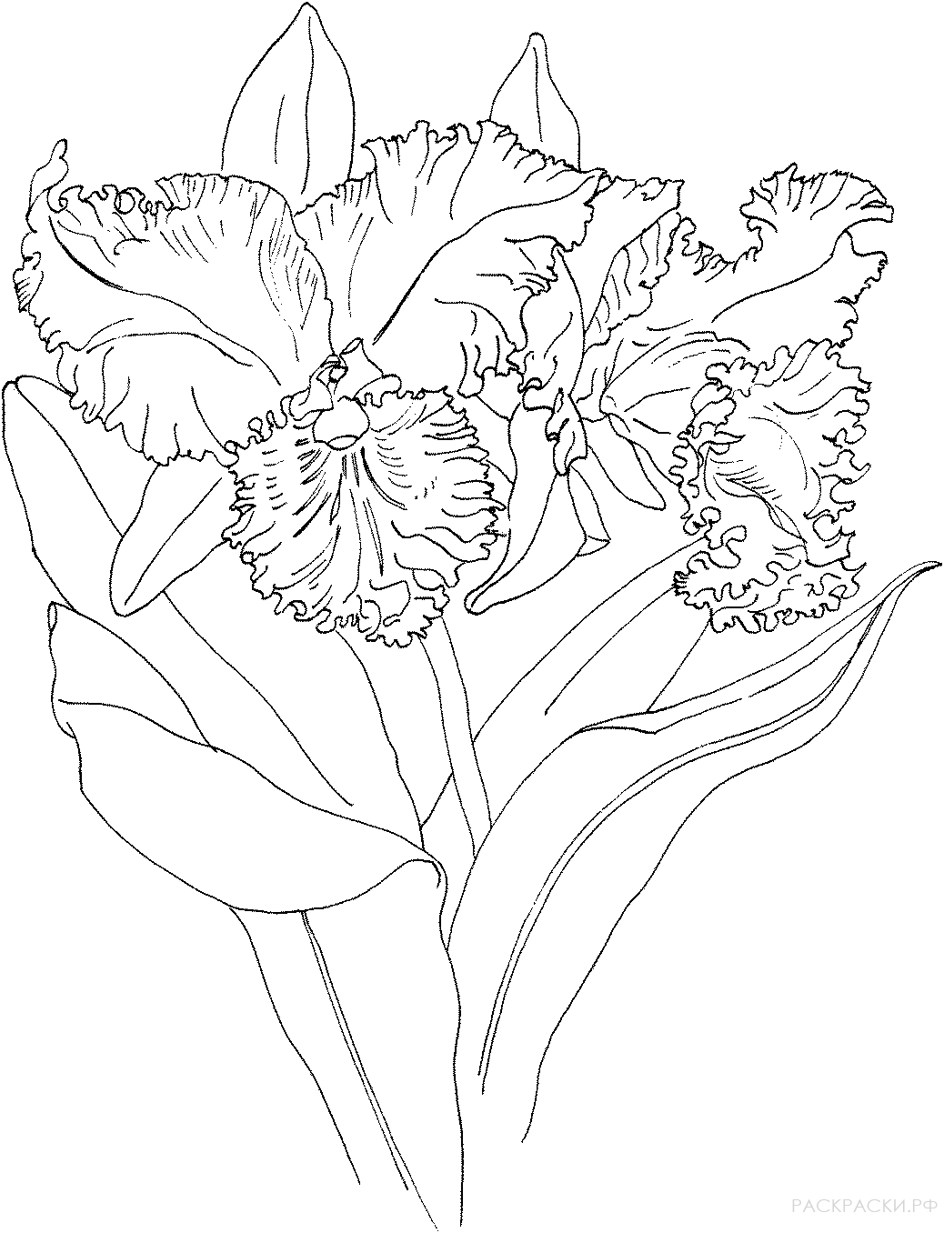 Раскраска Орхидея Гибрид