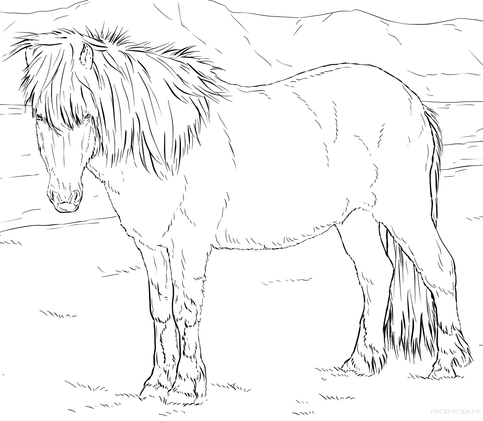 Раскраска Исландская лошадь