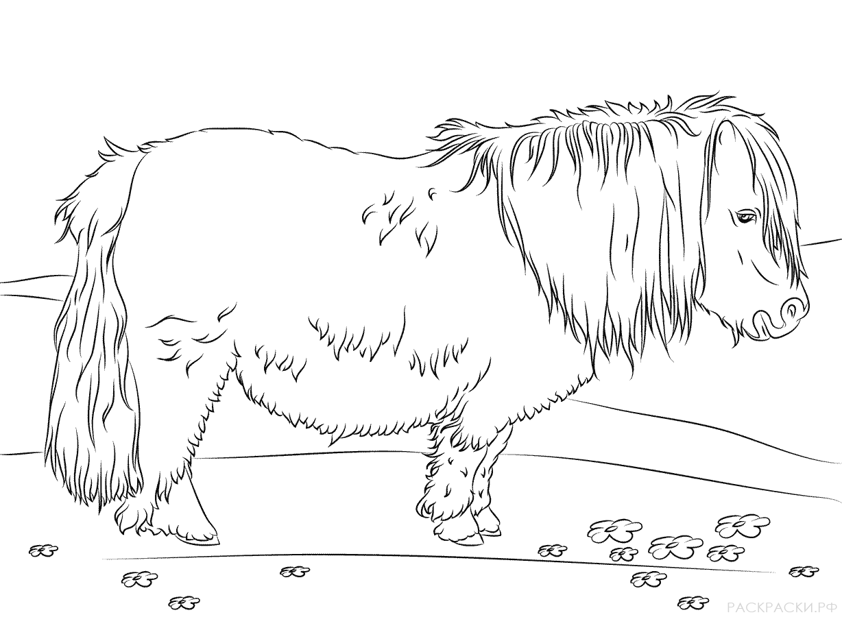Раскраска Шетландский пони