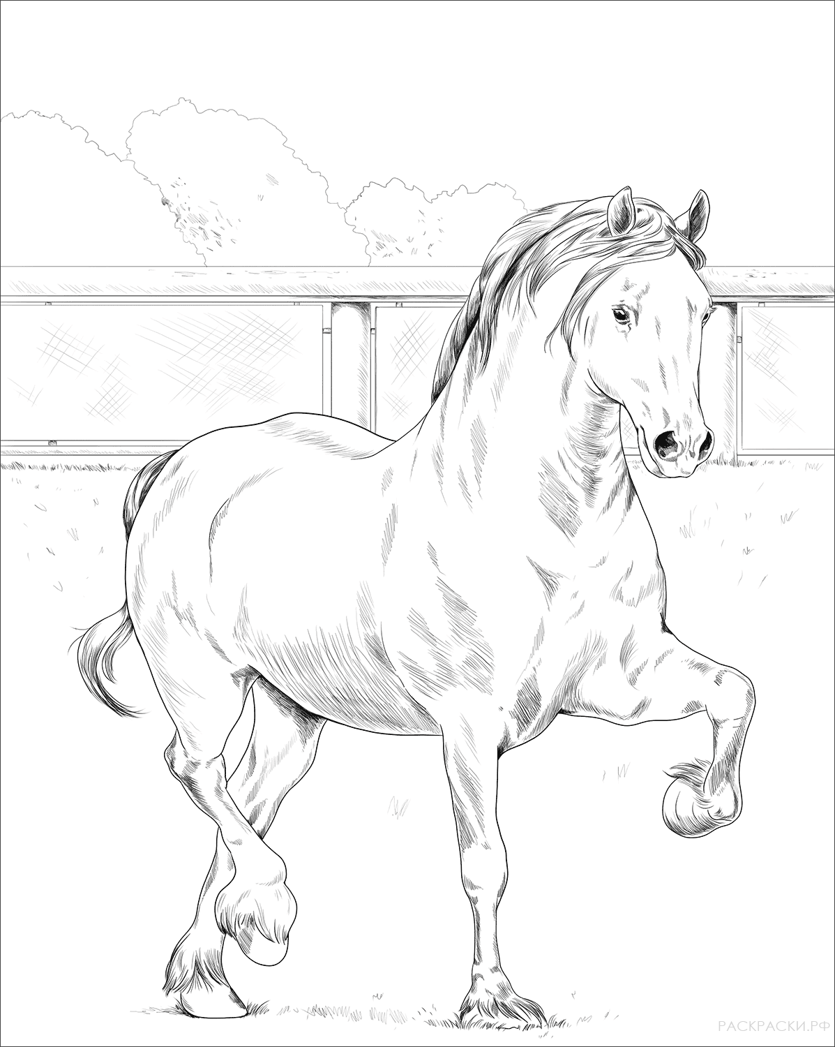 Раскраска Уэльский пони
