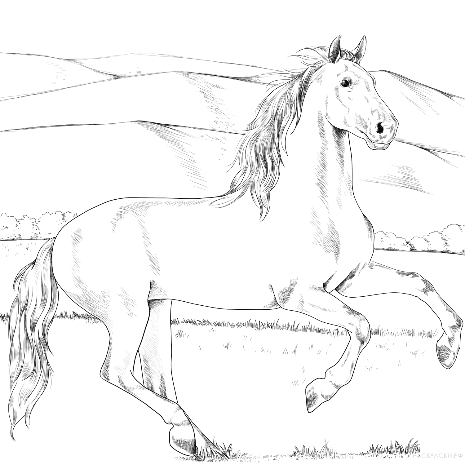 Раскраска Андалузская лошадь