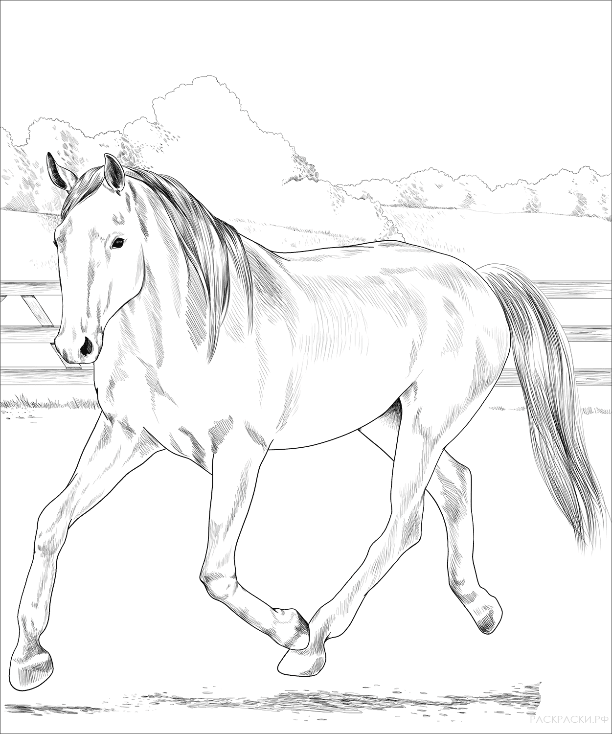 Раскраска Голландская лошадь