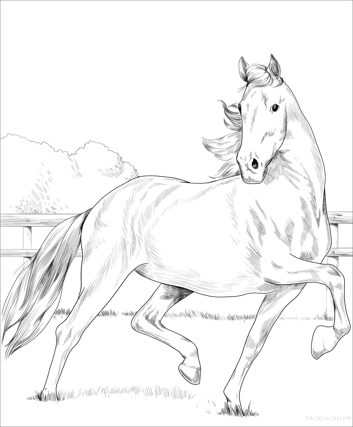 Раскраска лошадь Хакнэ
