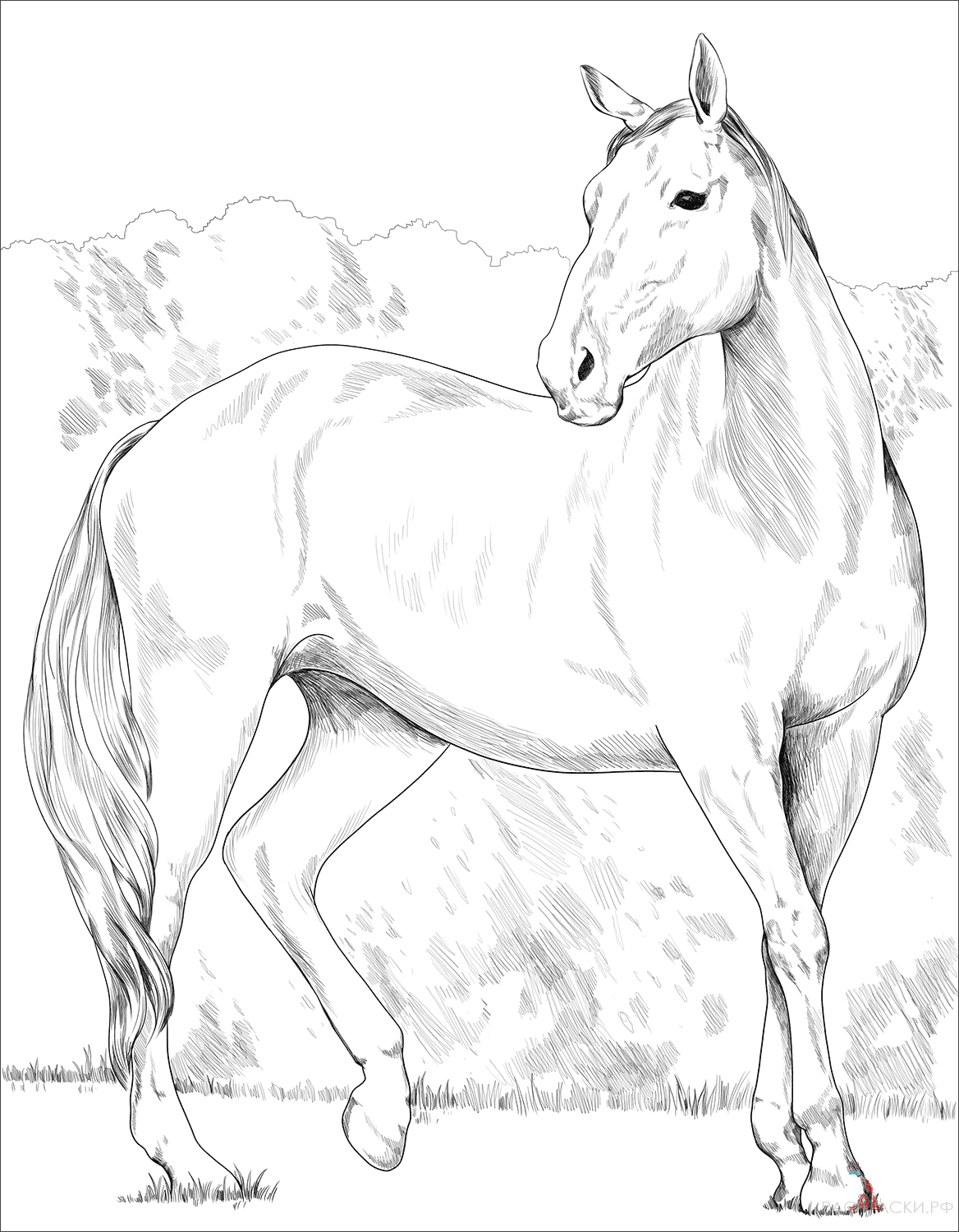Раскраска Красивая лошадь