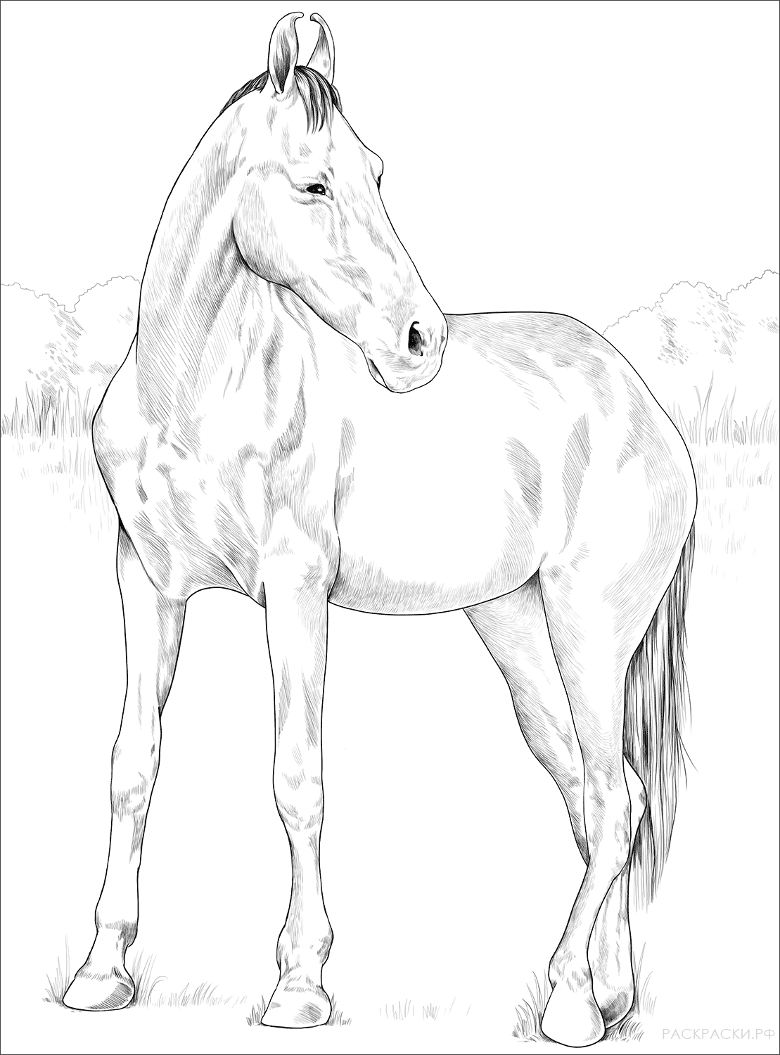 Раскраска Самка марварской лошади