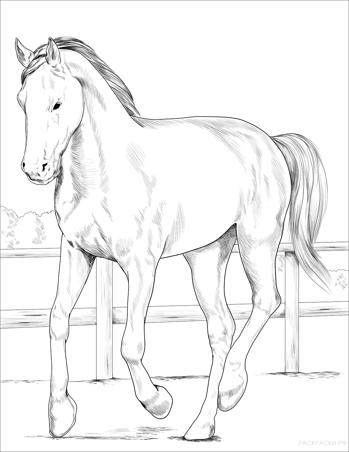 Раскраска Вестфальская лошадь