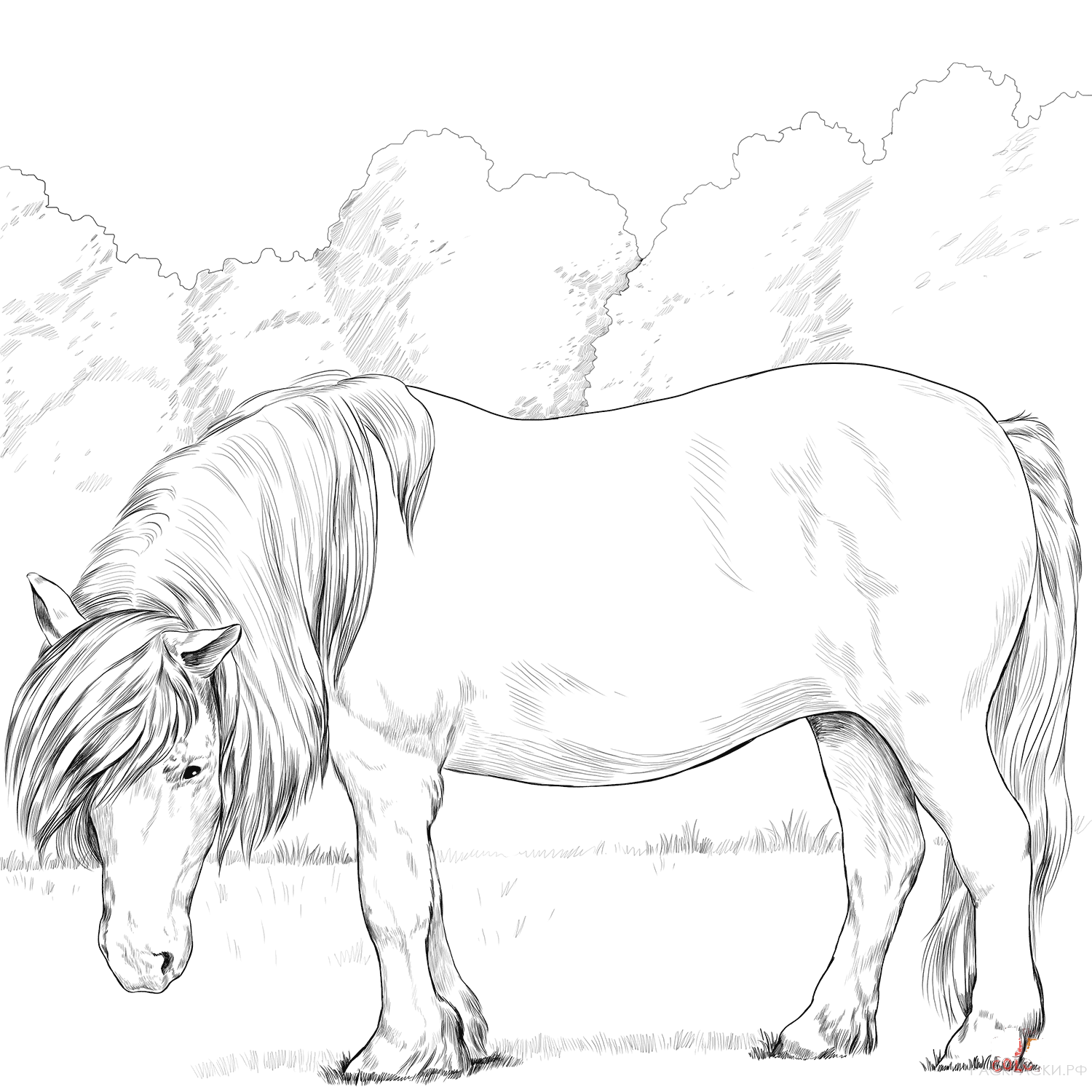 Раскраска Шетландский пони