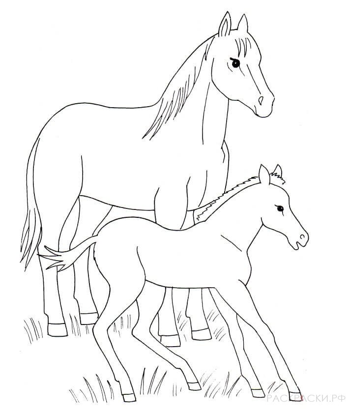 Раскраска Лошадь и жеребенок
