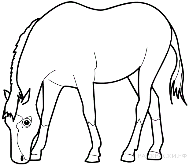 Раскраска Лошадь ест траву