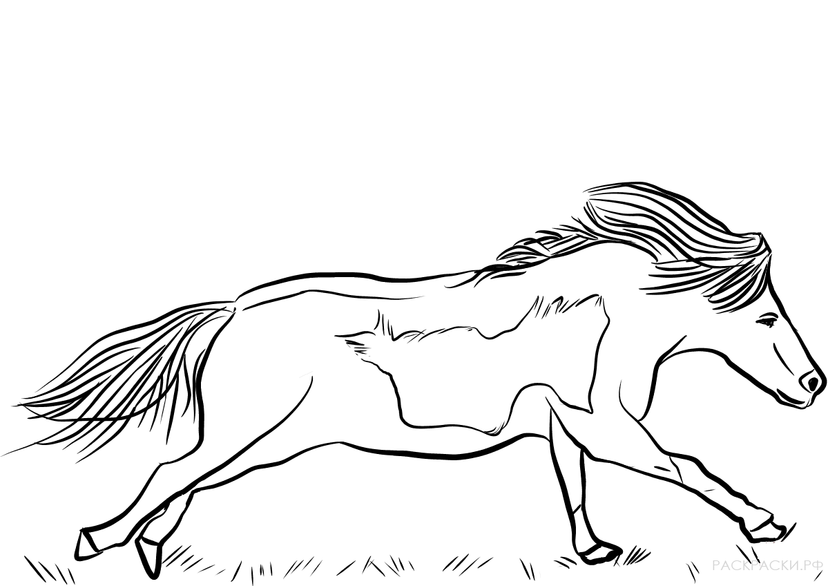 Раскраска Самка мини-лошади