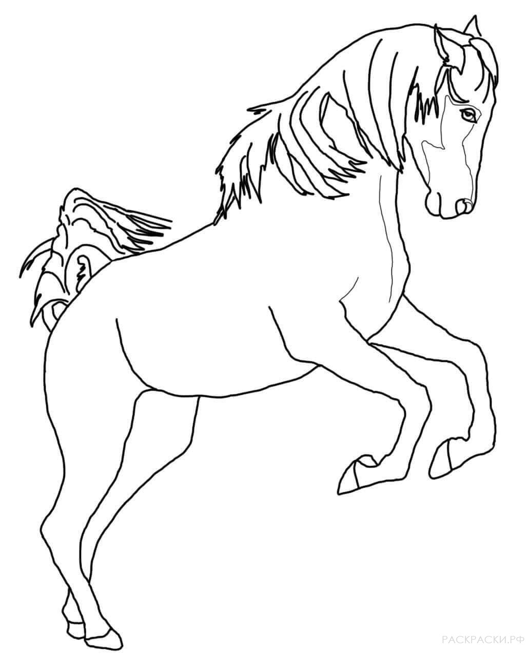 Раскраска Арабская лошадь на дыбах