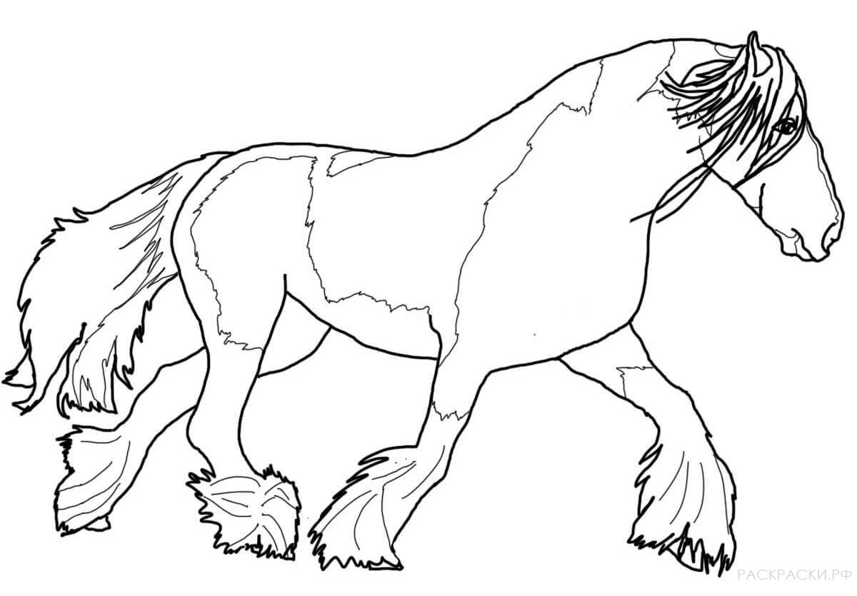 Раскраска Лошадь Тинкер