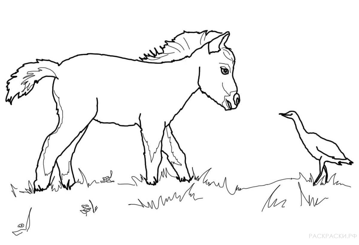 Раскраска Жеребёнок мини-лошади и птичка