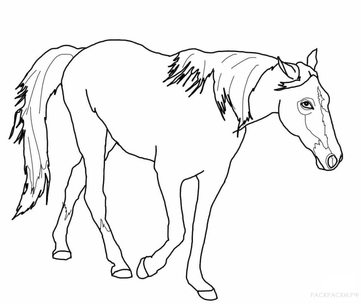 Раскраска Теннессийская прогулочная лошадь