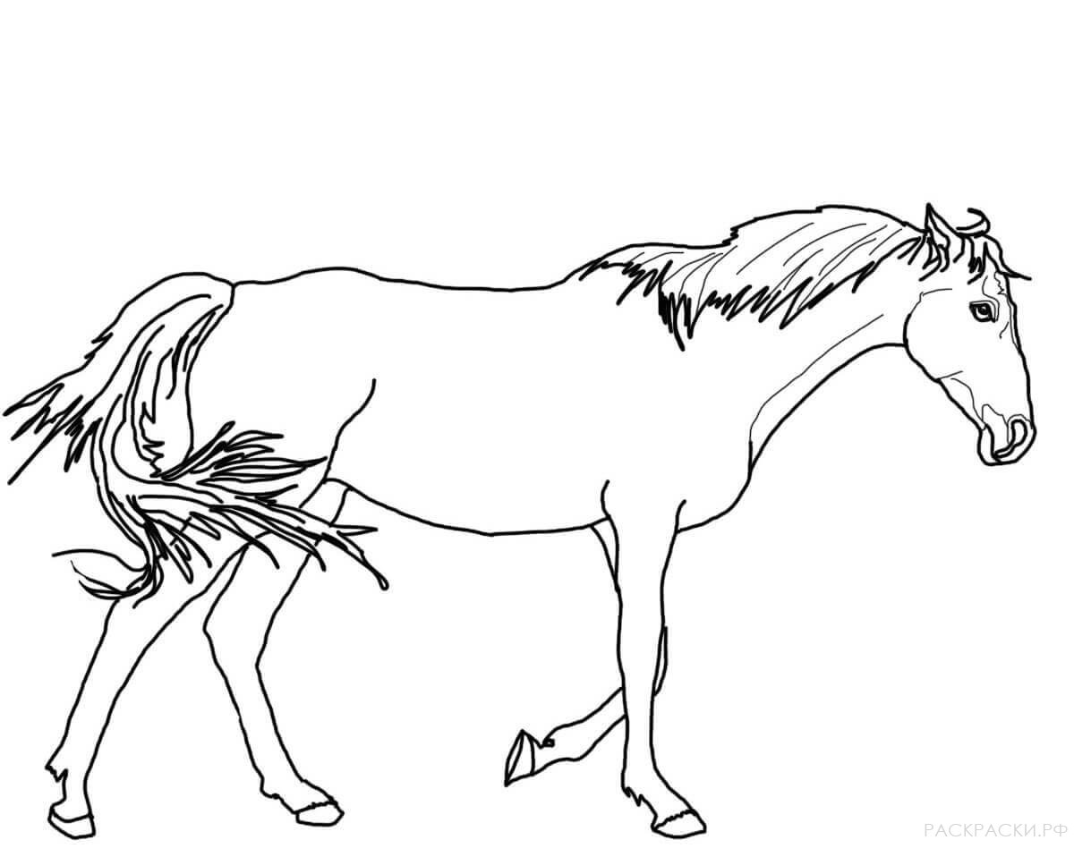 Раскраска Идущая чистокровная верховая лошадь