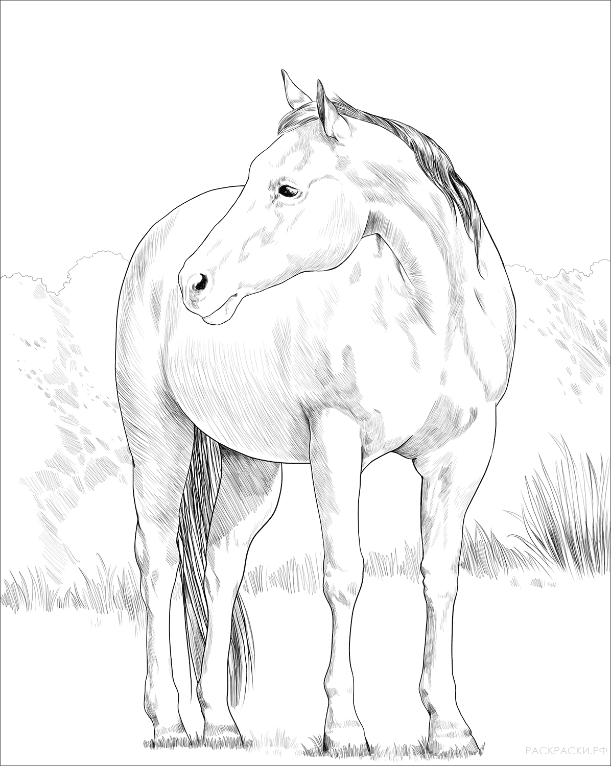 Раскраска Американская верховая лошадь