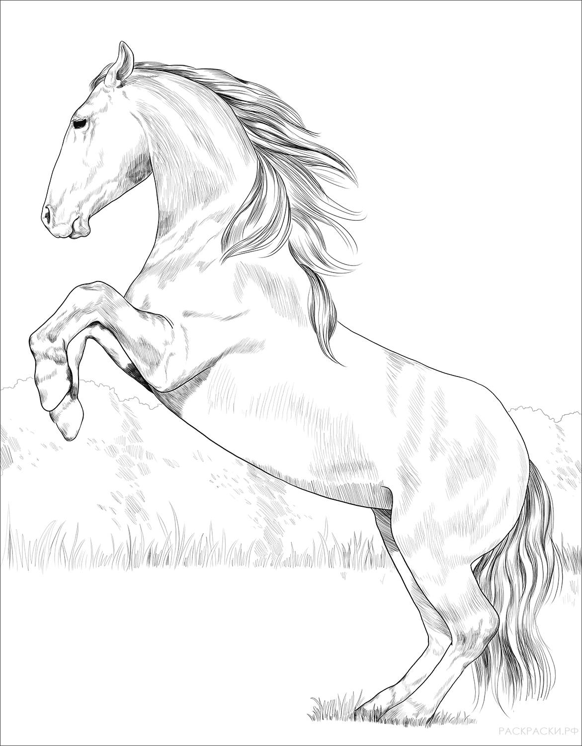 Раскраска Иберийская лошадь