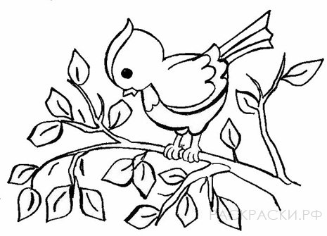 Раскраска для девочек Птичка на дереве