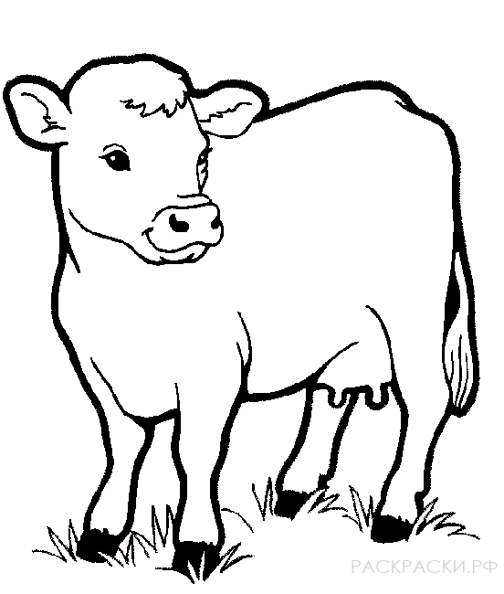 Раскраска Животные Корова