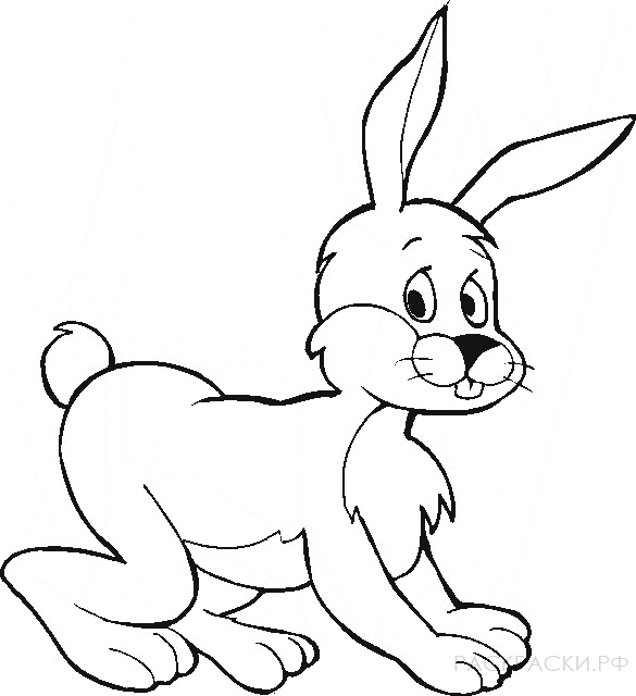 Раскраска Животные Кролик