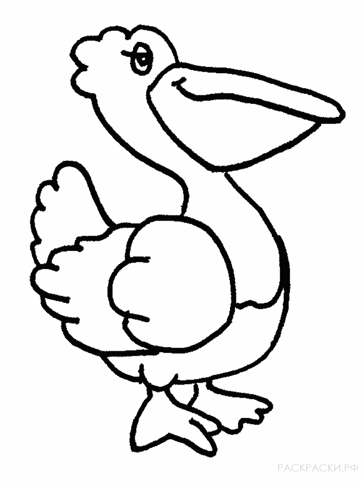 Раскраска Животные Пеликан