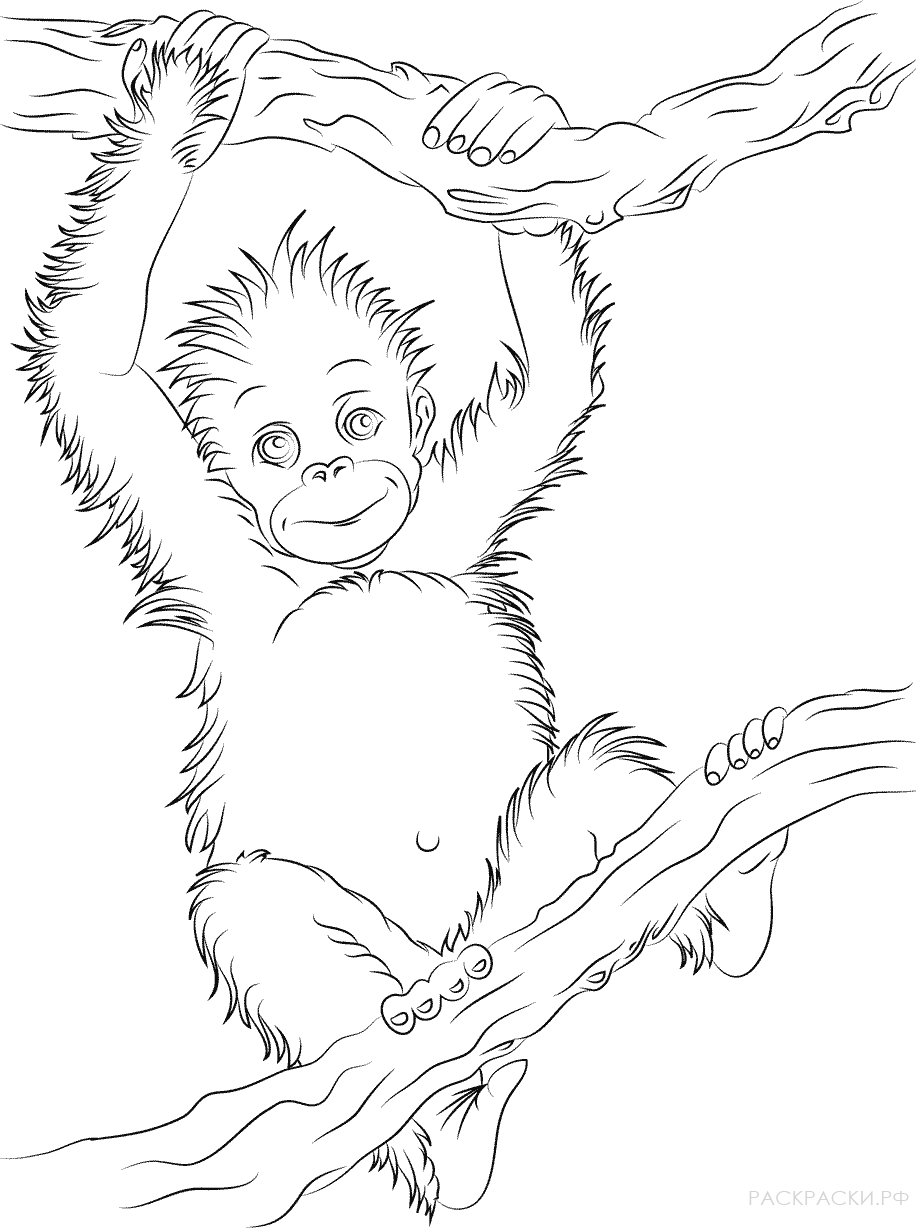 Раскраска Животные детёныш орангутанга