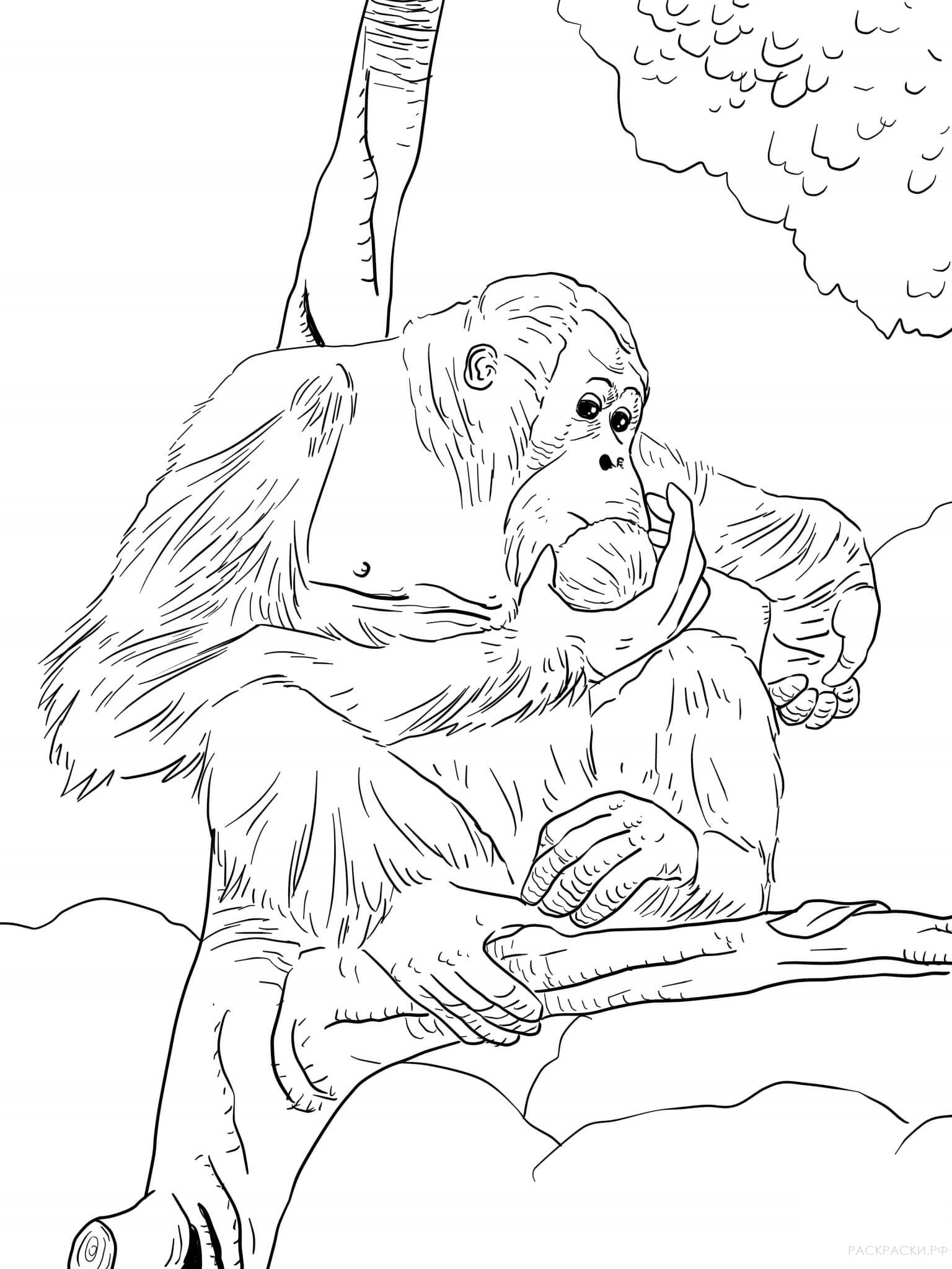 Раскраска Животные Борнейский орангутан задумался