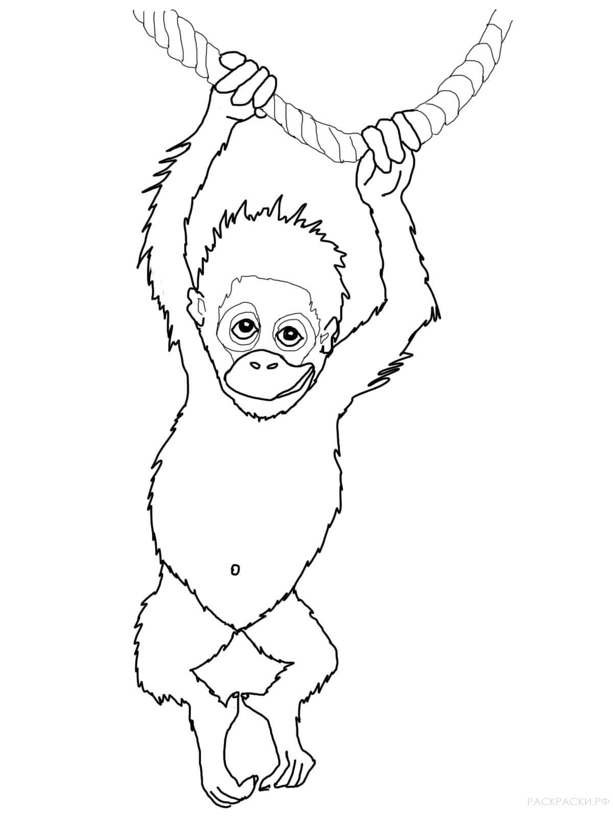 Раскраска Животные Малыш орангутанг