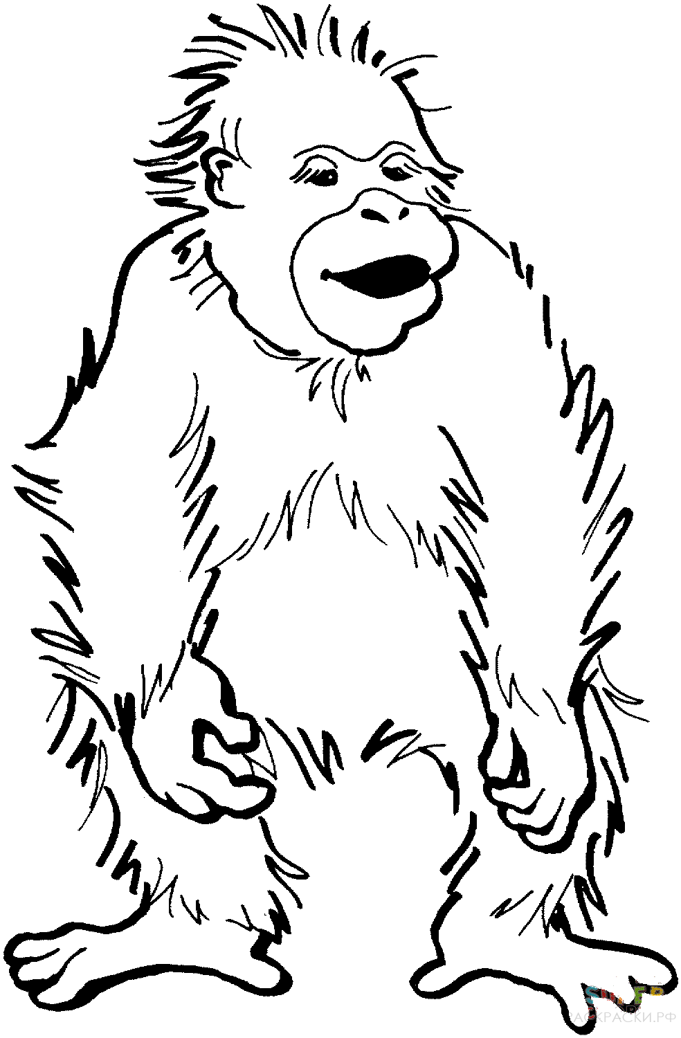 Орангутан рисунок для детей