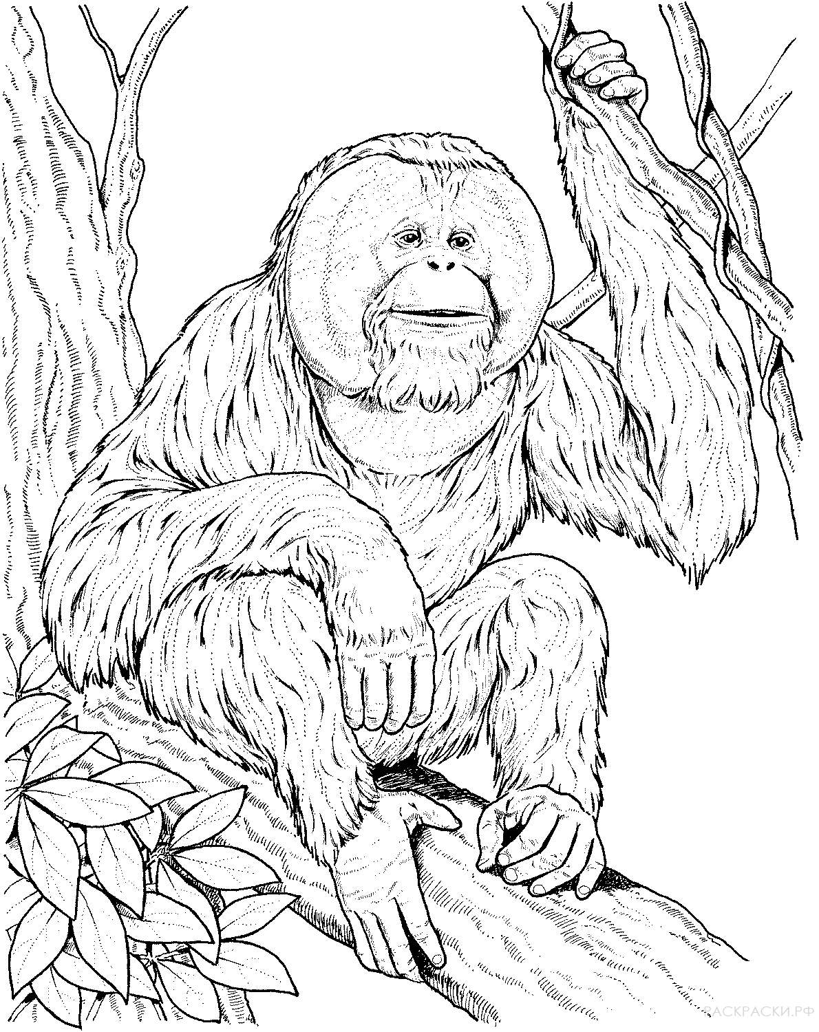Обезьяна орангутанг раскраска