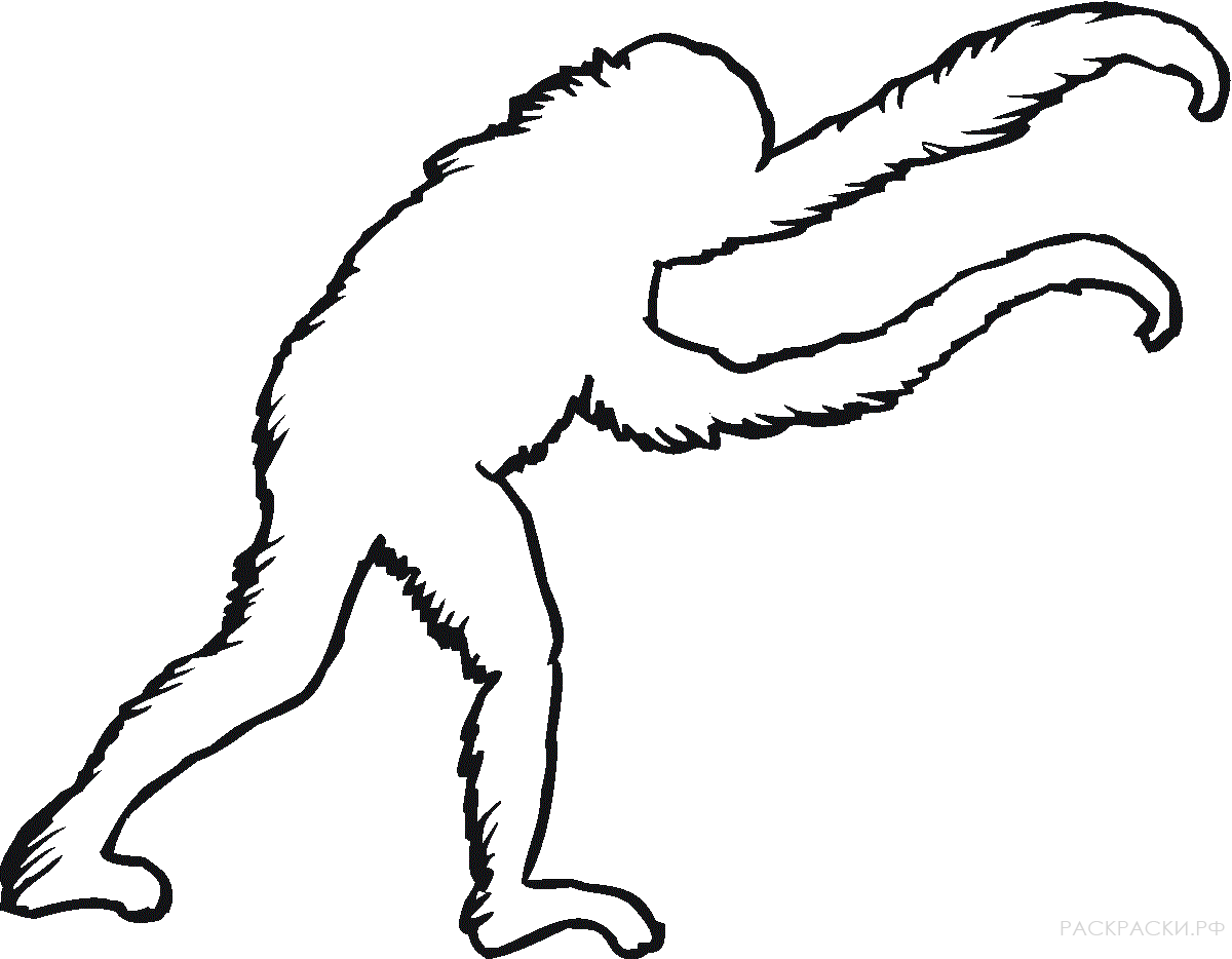 Раскраска Животные изображение орангутанга