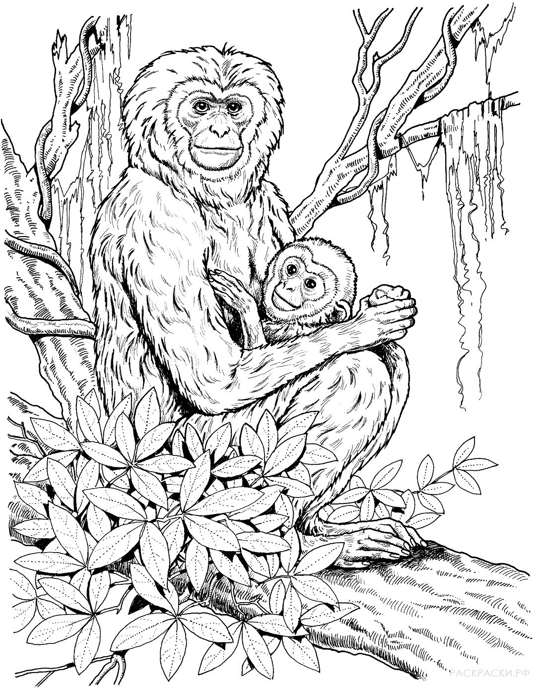 Шимпанзе раскраска для детей