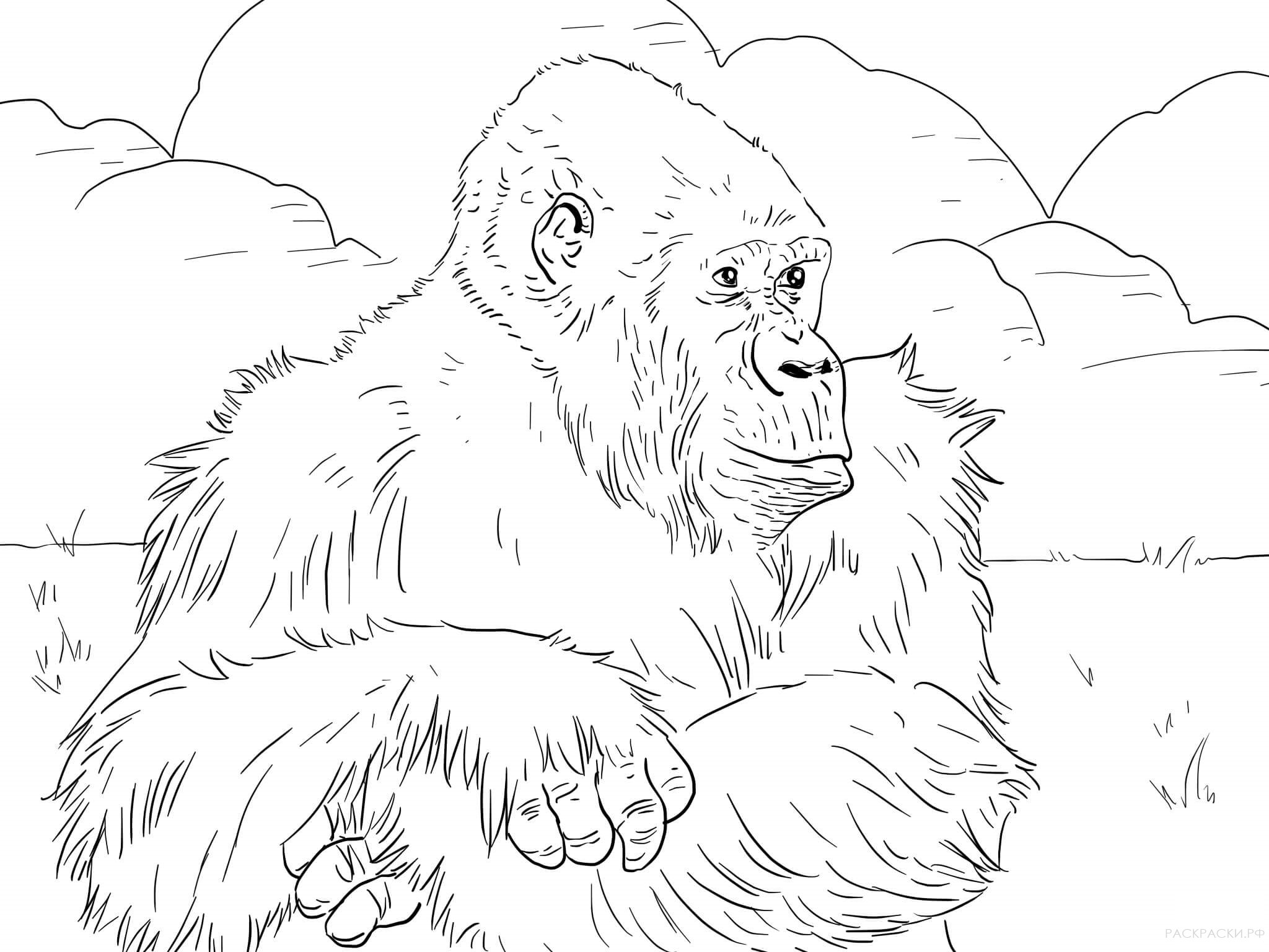 Раскраска Животные Горная горилла