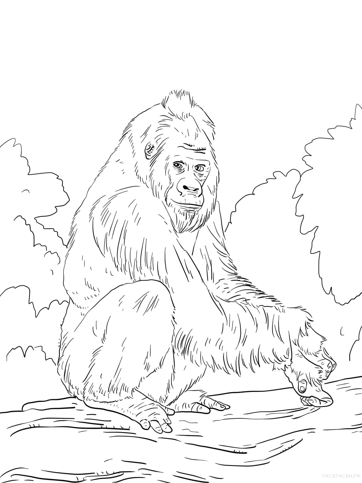 Раскраска Животные Западная равнинная горилла