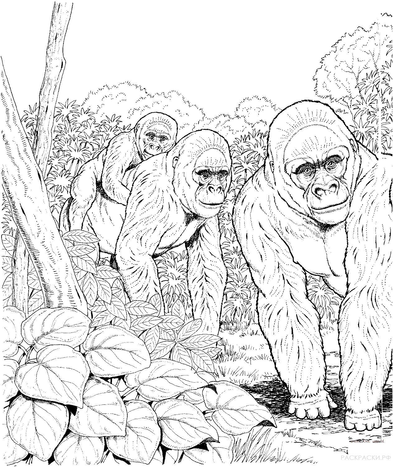 Раскраска Животные Семья горилл в лесу