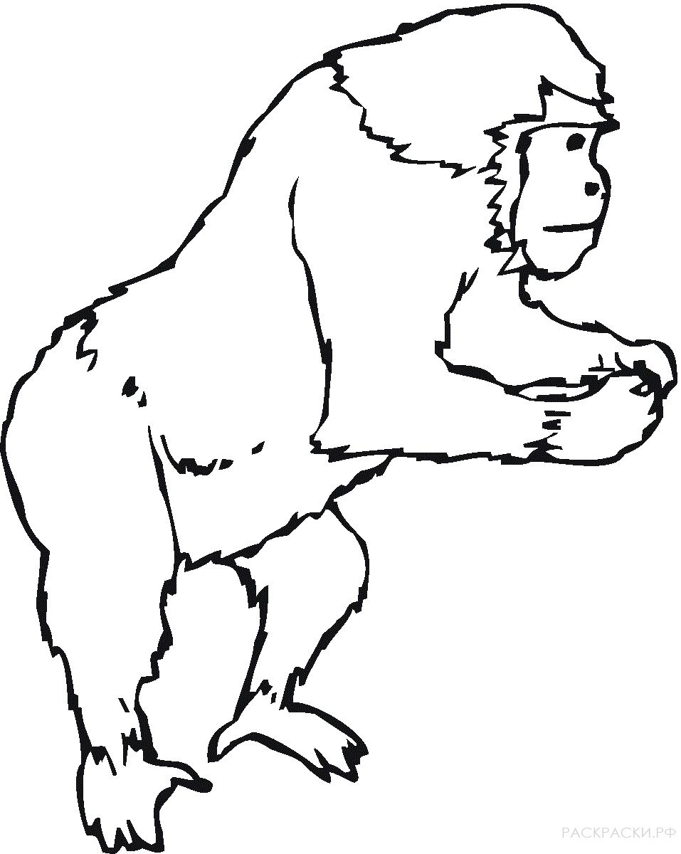 Раскраска :Животные Горилла стоит на двух лапах