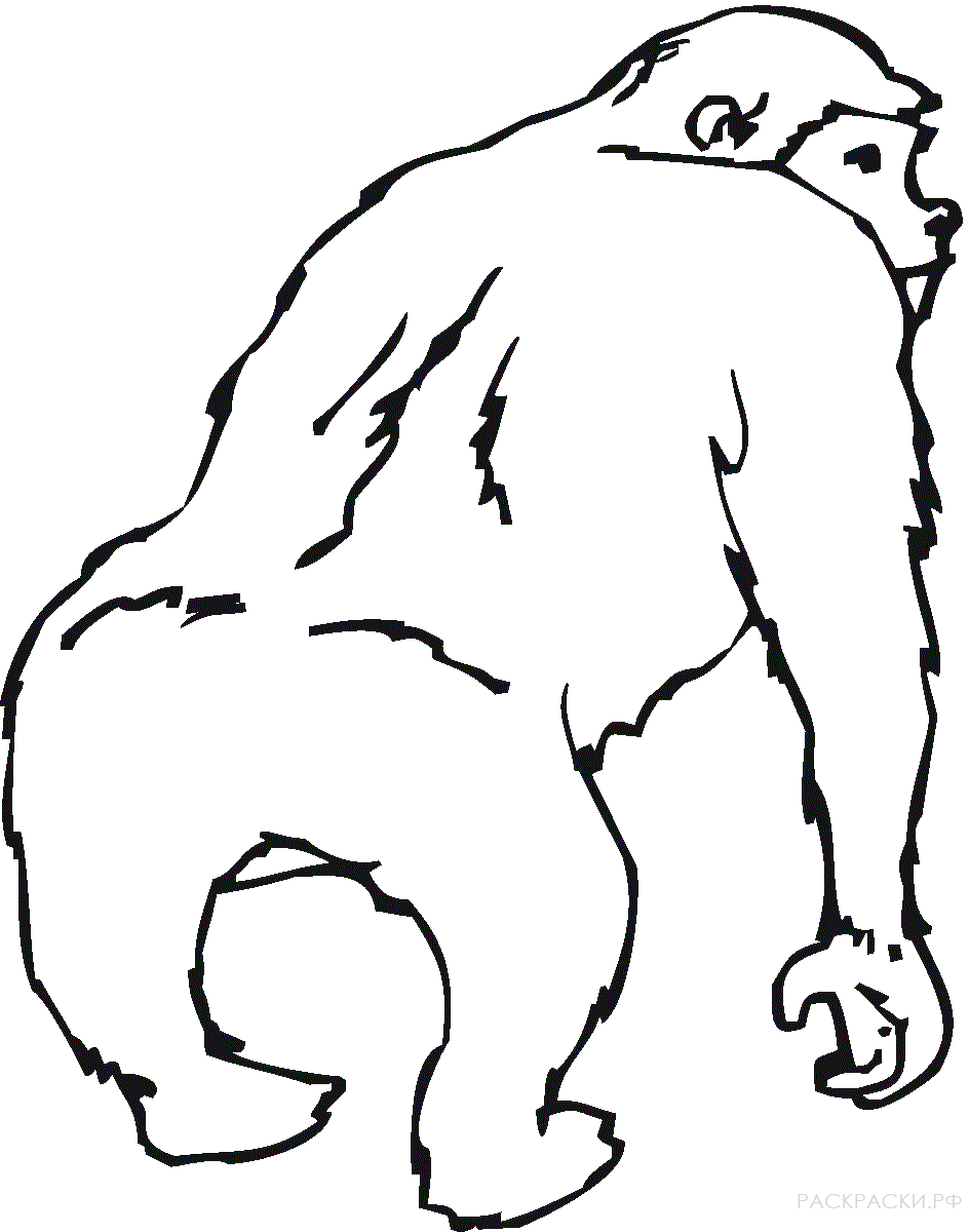 Раскраска Животные Горилла вид со спины