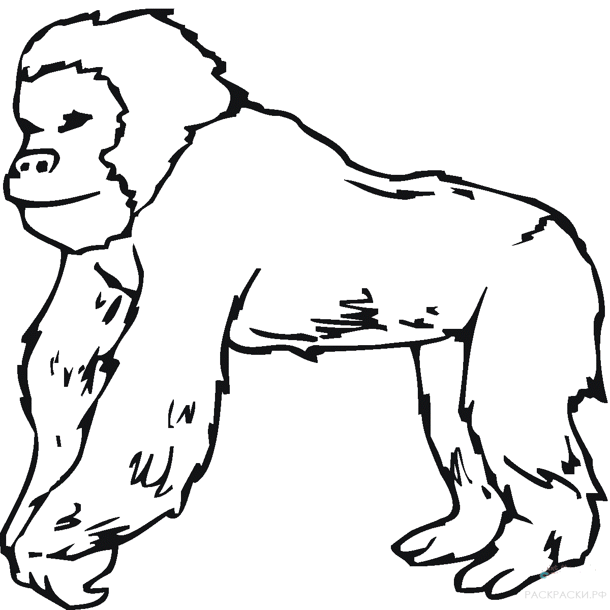 Раскраска Животные Довольная горилла