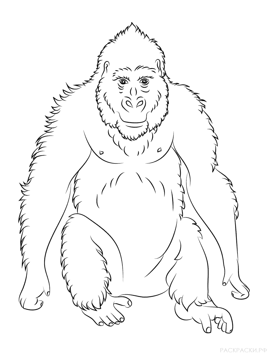 Раскраска Животные Обезьяна горилла