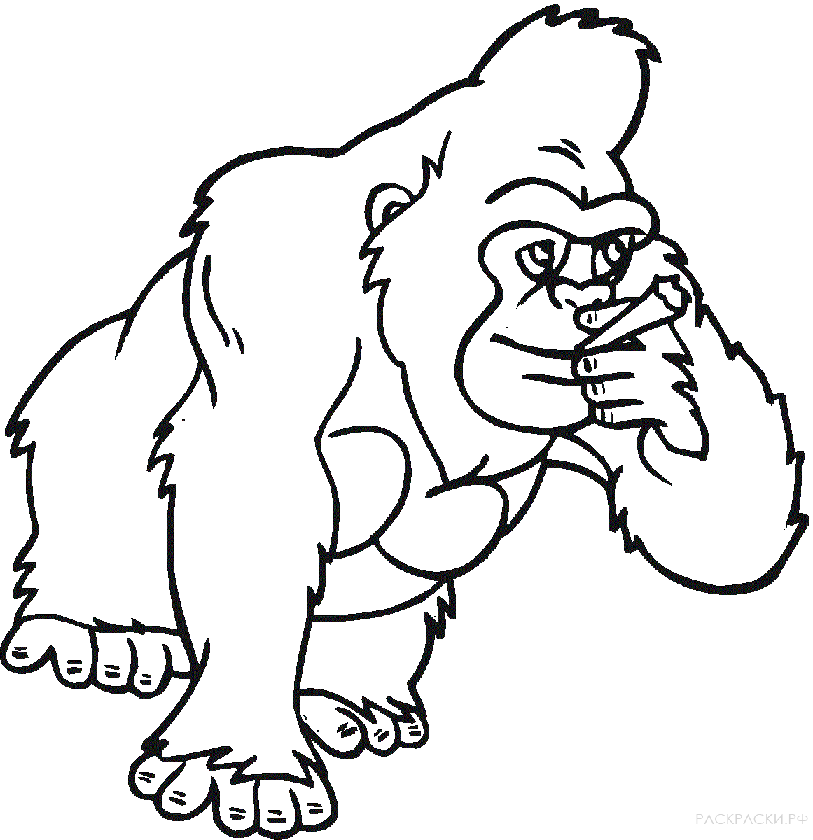 Раскраска Животные Примат горилла