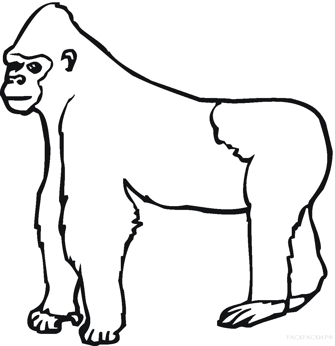 Раскраска Животные Обезьяна горилла 2