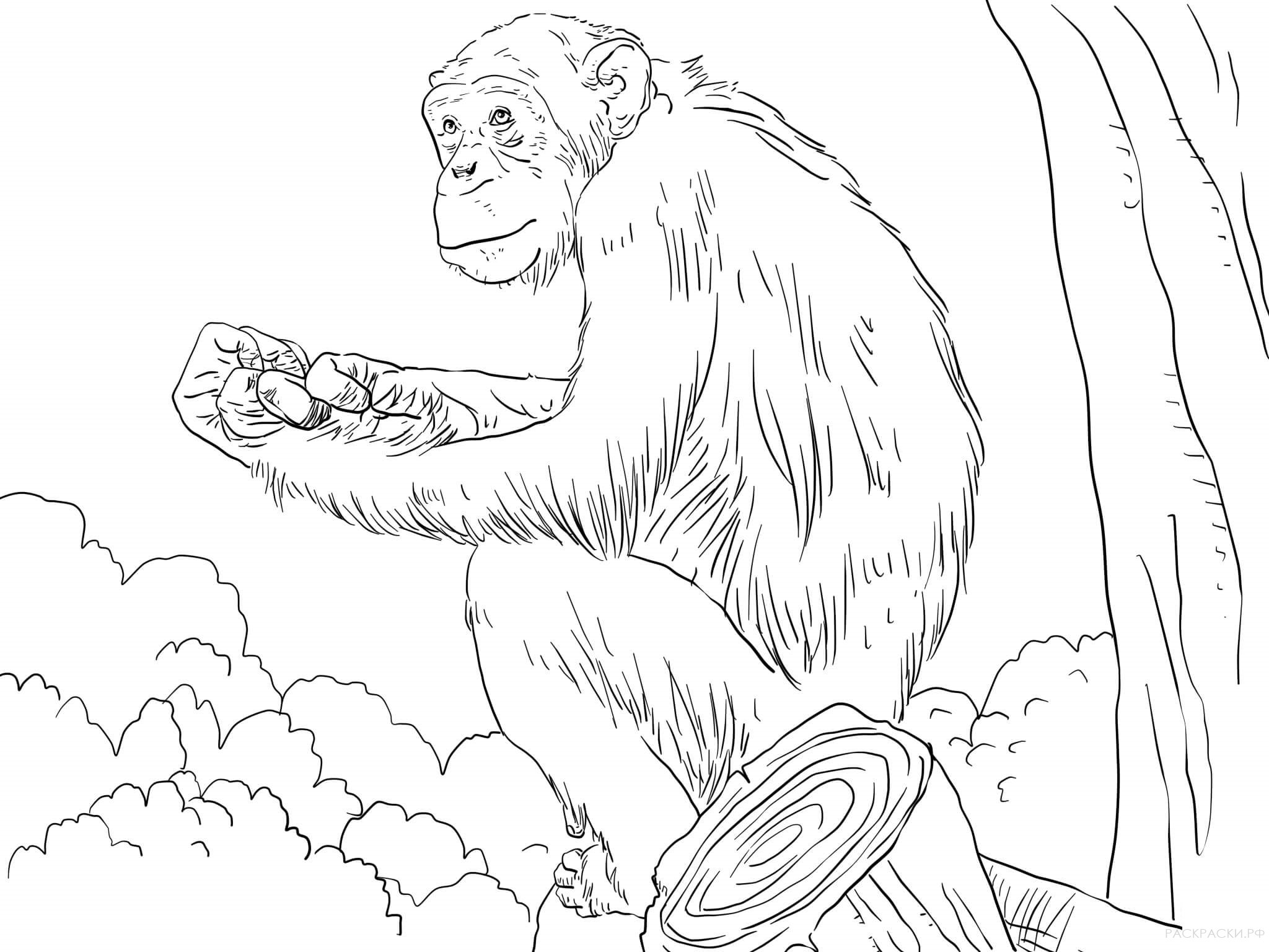 Раскраска Животные Обыкновенный шимпанзе