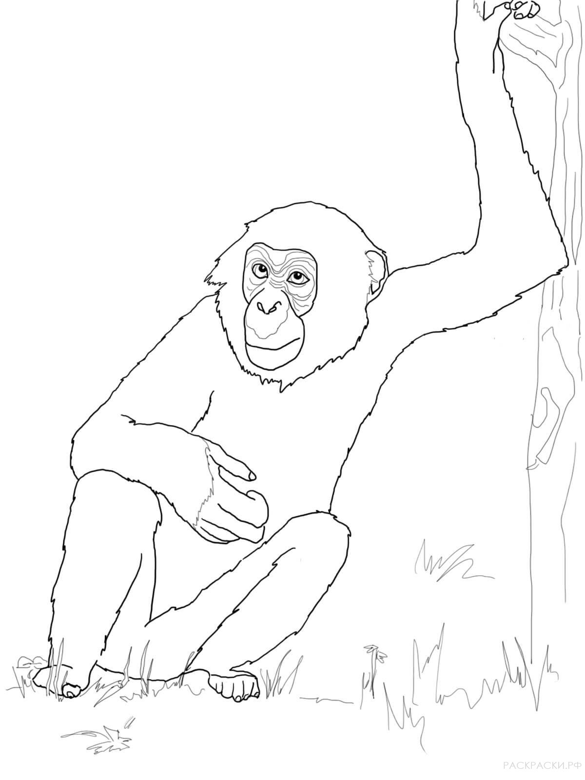 Раскраска Животные Шимпанзе бонобо