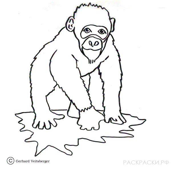 Раскраска Животные Обезьяна шимпанзе