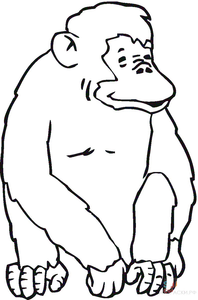 Раскраска Животные Забавный шимпанзе
