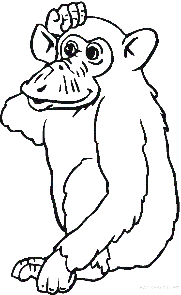 Раскраска Животные Задумчивый Шимпанзе
