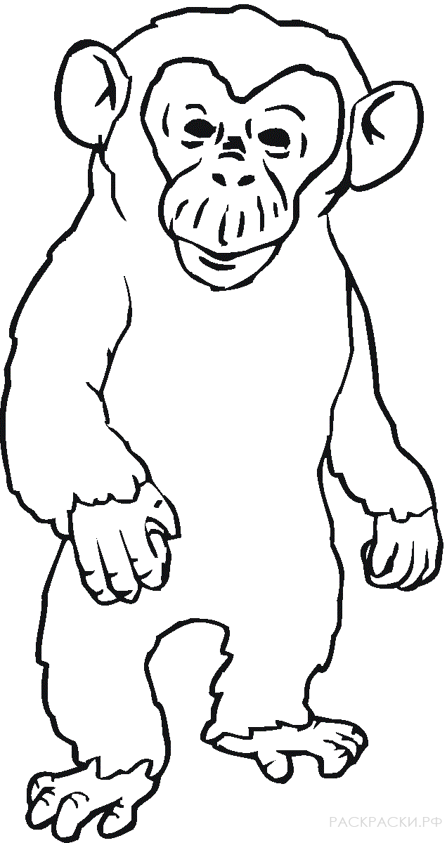 Раскраска Животные Злой шимпанзе